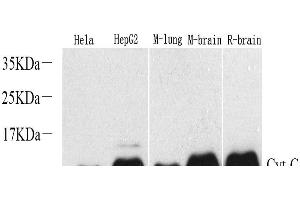 Western Blot analysis of various samples using CYCS Polyclonal Antibody at dilution of 1:1000. (Cytochrome C anticorps)