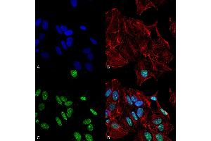 Immunocytochemistry/Immunofluorescence analysis using Rabbit Anti-GDNF Polyclonal Antibody . (GDNF anticorps  (PerCP))
