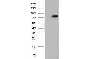 Western Blotting (WB) image for anti-rho GTPase Activating Protein 25 (ARHGAP25) antibody (ABIN1496709) (ARHGAP25 anticorps)