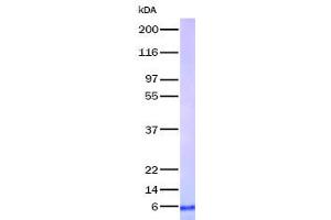 Validation with Western Blot (TNFRSF12A Protéine)