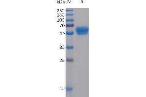 Human 4-1BB Ligand Protein, mFc-His Tag on SDS-PAGE under reducing condition.