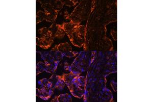 Immunofluorescence analysis of human placenta using BRE Polyclonal Antibody (ABIN7265912) at dilution of 1:100 (40x lens).