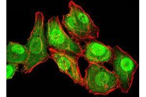 Immunofluorescence analysis of HepG2 cells using RAN mouse mAb (green).