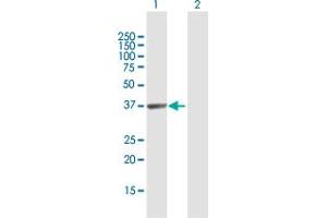 Western Blot analysis of HABP4 expression in transfected 293T cell line by HABP4 MaxPab polyclonal antibody. (HABP4 anticorps  (AA 1-308))