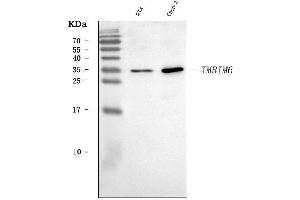 Western blot analysis of BI-1/TMBIM6 using anti-BI-1/TMBIM6 antibody (ABIN7603199).