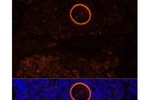 Immunofluorescence analysis of Rat oophoroma cells using ZP2 Polyclonal Antibody at dilution of 1:100.