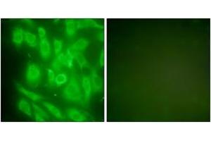 Immunofluorescence analysis of NIH-3T3 cells, using HSP90A Antibody.