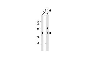 All lanes : Anti-G Antibody (C-term) at 1:1000 dilution Lane 1: 293T/17 whole cell lysate Lane 2: HT-29 whole cell lysate Lysates/proteins at 20 μg per lane. (GPA33 anticorps  (C-Term))