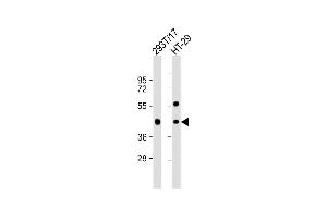 All lanes : Anti-G Antibody (C-term) at 1:1000 dilution Lane 1: 293T/17 whole cell lysate Lane 2: HT-29 whole cell lysate Lysates/proteins at 20 μg per lane. (GPA33 anticorps  (C-Term))