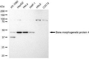 Western blotting analysis using Bone morphogenetic protein 4 antibody (ABIN7797775).