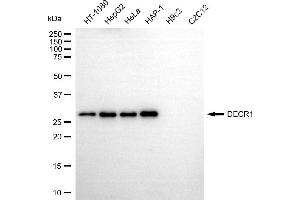 Western blotting analysis using DECR1 antibody (ABIN7797415).