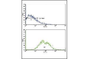 Flow cytometric analysis of HepG2 cells using ACVRL1 Antibody (N-term) (bottom histogram) compared to a negative control cell (top histogram).