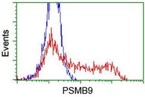 HEK293T cells transfected with either RC209001 overexpress plasmid (Red) or empty vector control plasmid (Blue) were immunostained by anti-PSMB9 antibody (ABIN2455594), and then analyzed by flow cytometry. (PSMB9 anticorps  (AA 21-219))