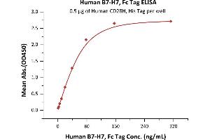 Immobilized Human CD28H, His Tag (ABIN6731262,ABIN6809929) at 5 μg/mL (100 μL/well) can bind Human B7-H7, Fc Tag (ABIN6731324,ABIN6809928) with a linear range of 1-78 ng/mL (QC tested).