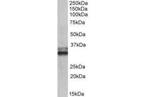 Western Blotting (WB) image for anti-Electron-Transfer-Flavoprotein, alpha Polypeptide (ETFA) (Internal Region) antibody (ABIN2464699) (ETFA anticorps  (Internal Region))
