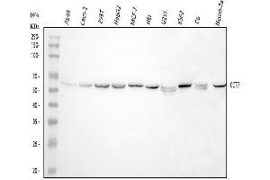 anti-Chaperonin Containing TCP1, Subunit 7 (Eta) (CCT7) (AA 30-307) antibody