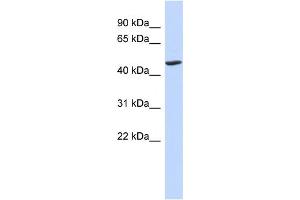 WB Suggested Anti-BTNL3 Antibody Titration:  0. (BTNL3 anticorps  (N-Term))