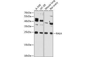 Western blot analysis of extracts of various cell lines, using RALA Antibody (ABIN6128673, ABIN6146666, ABIN6146667 and ABIN6215432) at 1:3000 dilution. (rala anticorps  (AA 1-206))