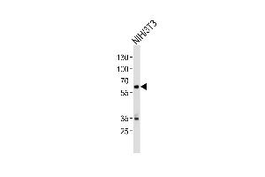 Western blot analysis of lysate from mouse NIH/3T3 cell line, using Mouse Ntrk2 Antibody (Center) (ABIN657851 and ABIN2846812). (TRKB anticorps  (AA 343-372))