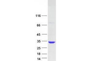 Validation with Western Blot