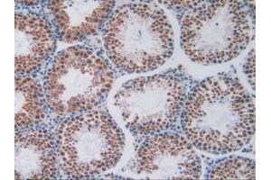 IHC-P analysis of Mouse Testis Tissue, with DAB staining. (Endoglin anticorps  (AA 27-137))