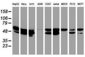 Image no. 8 for anti-Non-POU Domain Containing, Octamer-Binding (NONO) (AA 184-385) antibody (ABIN1491073) (NONO anticorps  (AA 184-385))
