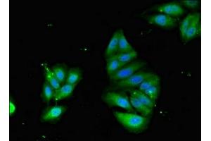 Immunofluorescent analysis of Hela cells using ABIN7163724 at dilution of 1:100 and Alexa Fluor 488-congugated AffiniPure Goat Anti-Rabbit IgG(H+L)