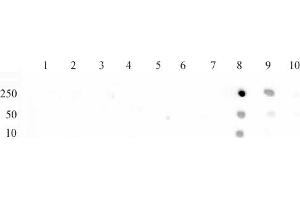 Histone H3 monomethyl Lys79 antibody (pAb) tested by dot blot analysis. (Histone 3 anticorps  (meLys79))