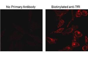 Immunofluorescence Microscopy of Mouse Anti-Biotin antibody. (Biotin anticorps)