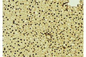ABIN6277123 at 1/100 staining Mouse liver tissue by IHC-P. (NR1H3 anticorps  (C-Term))