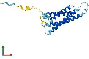 AlphaFold protein structure predicition of Human Recombinant MARVELD1 Protein, UniprotID Q9BSK0