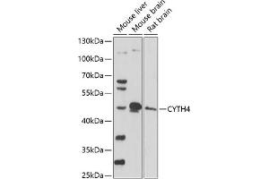 Western blot analysis of extracts of various cell lines, using CYTH4 antibody (ABIN7266662) at 1:1000 dilution. (Cytohesin 4 anticorps  (AA 1-70))