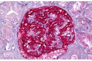 Anti-PJA2 antibody IHC staining of human kidney, glomeruli. (PJA2 anticorps  (AA 141-190))