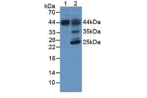 Western Blot; Sample: Lane1: Porcine Liver Tissue; Lane2: Rat Liver Tissue. (HFE2 anticorps  (AA 234-416))