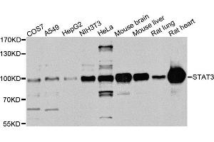 Western blot analysis of extracts of various cell lines, using STAT3 antibody (ABIN5975325) at 1/1000 dilution. (STAT3 anticorps)