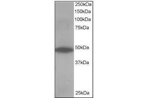 Antibody staining (0. (OSBPL1A anticorps  (C-Term))
