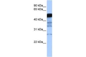 Western Blotting (WB) image for anti-E3 ubiquitin-protein ligase RAD18 (RAD18) antibody (ABIN2462678) (RAD18 anticorps)