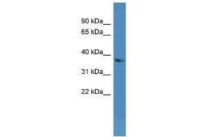 WB Suggested Anti-Dhrs7 Antibody Titration:  0. (DHRS7 anticorps  (N-Term))