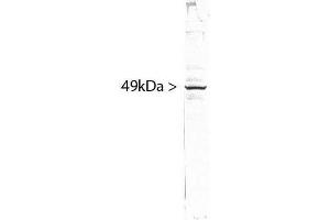 blots of HeLa cell crude extract stained with ABIN1580459. (SF3B4 anticorps)