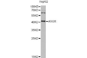 Western blot analysis of extracts of HepG2 cells, using ASGR2 Antibody (ABIN1980297) at 1:1000 dilution.