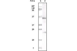Western Blotting (WB) image for Mouse anti-Human IgG (Fc fragment) antibody (ABIN2469245) (Souris anti-Humain IgG (Fc fragment) Anticorps)