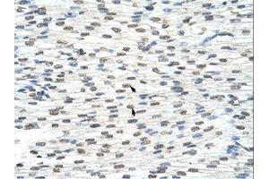 anti-THO Complex 3 (THOC3) (AA 151-200) antibody