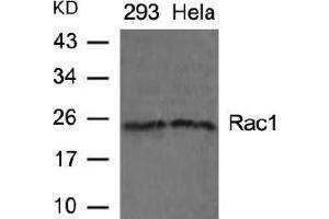 Image no. 2 for anti-RAC1 (AA 69-73) antibody (ABIN197429) (RAC1 anticorps  (AA 69-73))