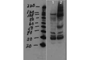 anti-Mammary Tumor Virus (MMTV) antibody