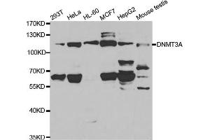 Western blot analysis of extracts of various cell lines, using DNMT3A antibody (ABIN5971096) at 1/1000 dilution. (DNMT3A anticorps)