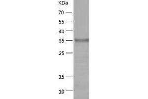 Western Blotting (WB) image for C-Type Lectin Domain Family 14, Member A (CLEC14A) (AA 22-398) protein (His tag) (ABIN7122062)