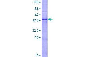 Image no. 1 for Family with Sequence Similarity 3, Member B (FAM3B) (AA 1-235) protein (GST tag) (ABIN1353531)