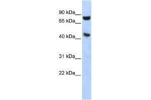 WB Suggested Anti-RNH1 Antibody Titration: 0. (RNH1 anticorps  (Middle Region))