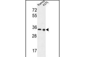 LDHA Antibody (Center) (ABIN653476 and ABIN2842897) western blot analysis in Ramos, cell line lysates (35 μg/lane). (Lactate Dehydrogenase A anticorps  (AA 154-182))