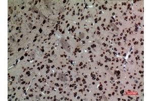 Immunohistochemical analysis of paraffin-embedded Mouse-brain, antibody was diluted at 1:100.